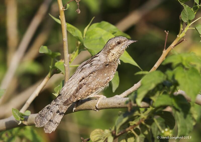 Eurasian Wryneck