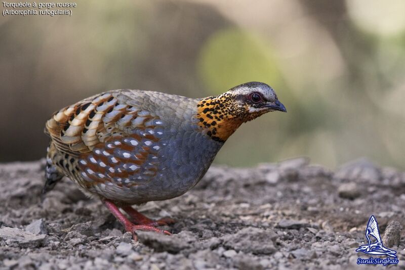 Rufous-throated Partridgeadult, identification