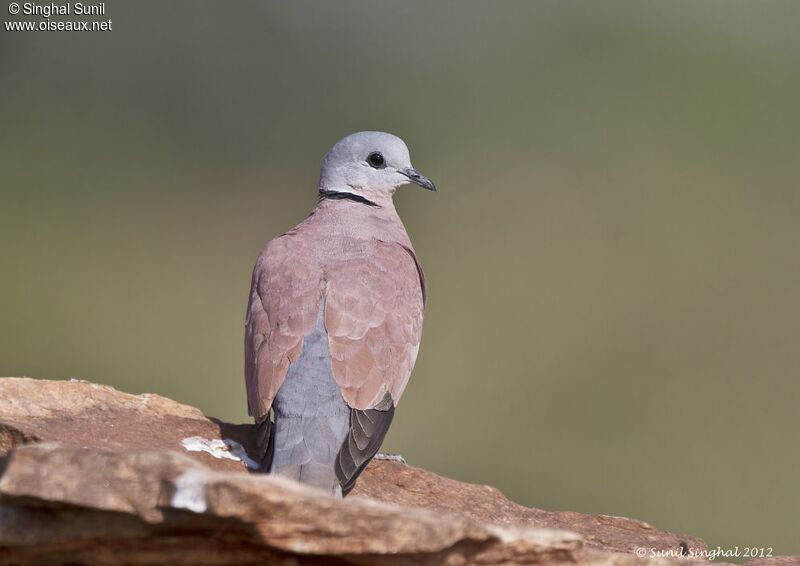 Red Collared Dove male adult, identification