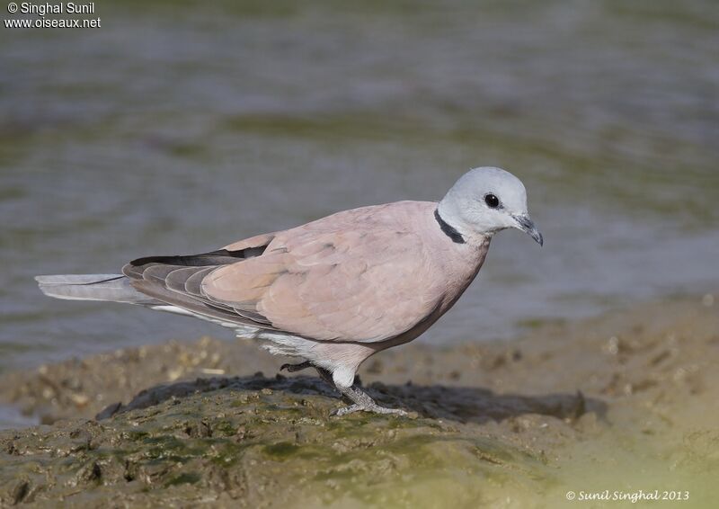 Red Collared Dove male adult, identification