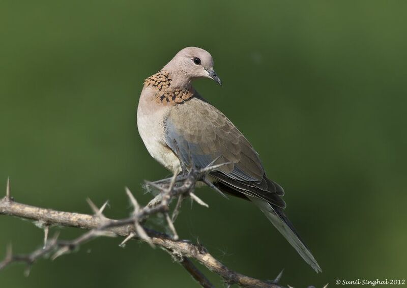 Laughing Dove