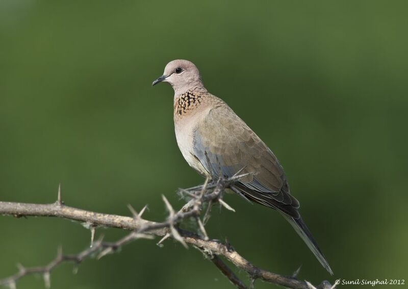 Laughing Dove