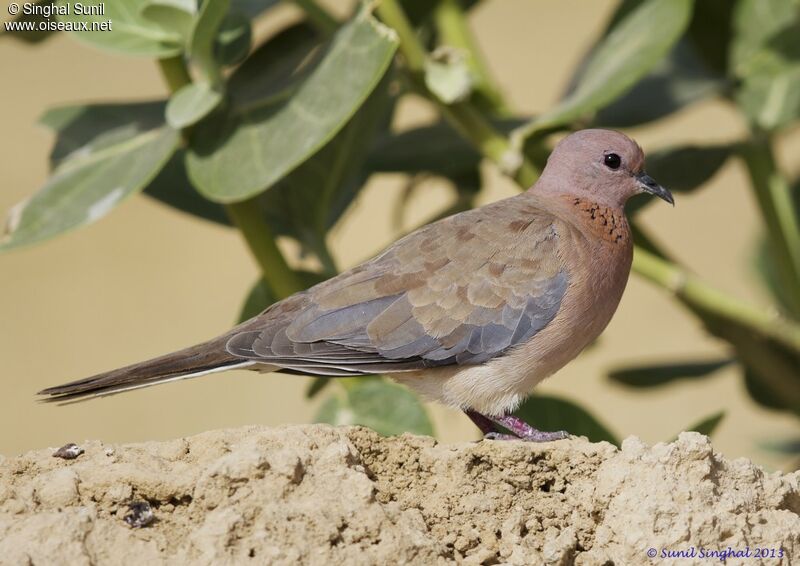 Laughing Doveadult, identification