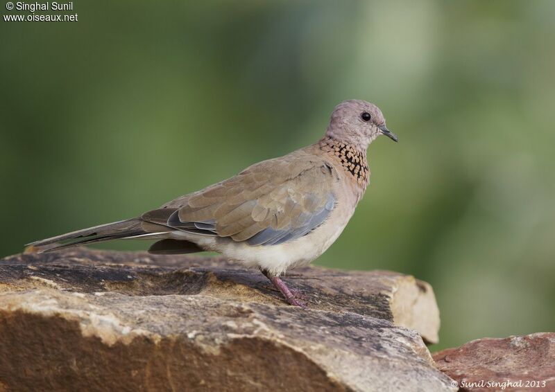 Laughing Doveadult, identification