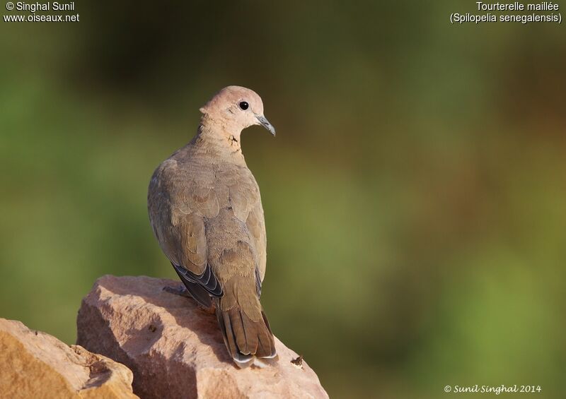 Laughing Doveadult, identification