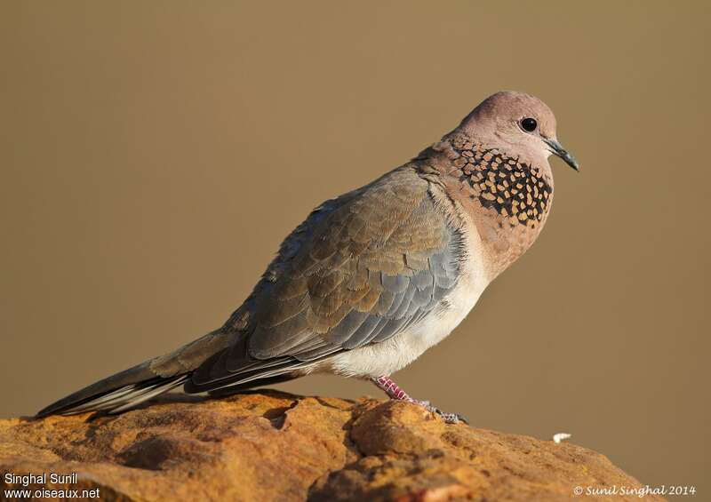 Laughing Doveadult, close-up portrait, song