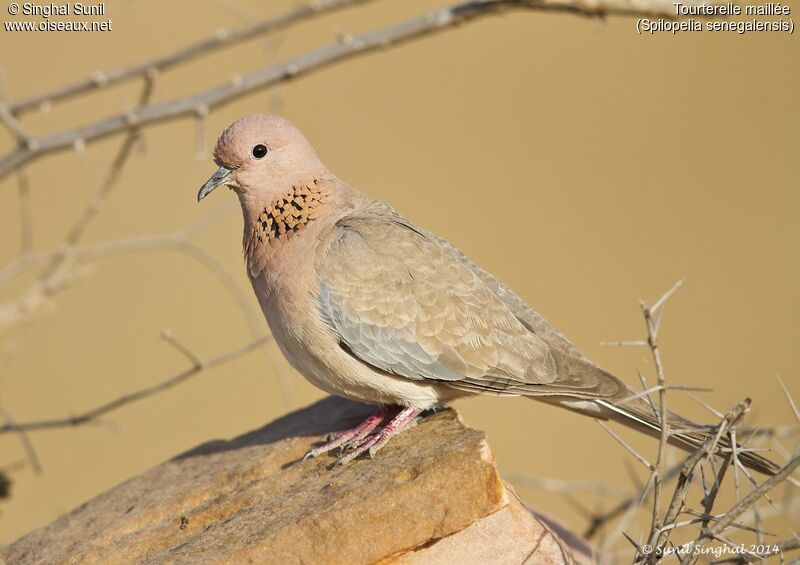 Laughing Doveadult, identification