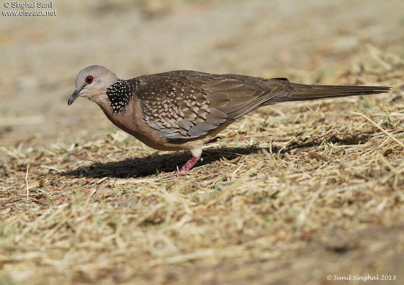 Spotted Dove