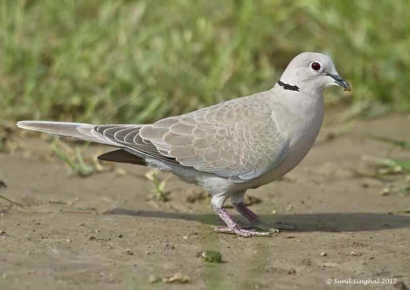 Eurasian Collared Dove