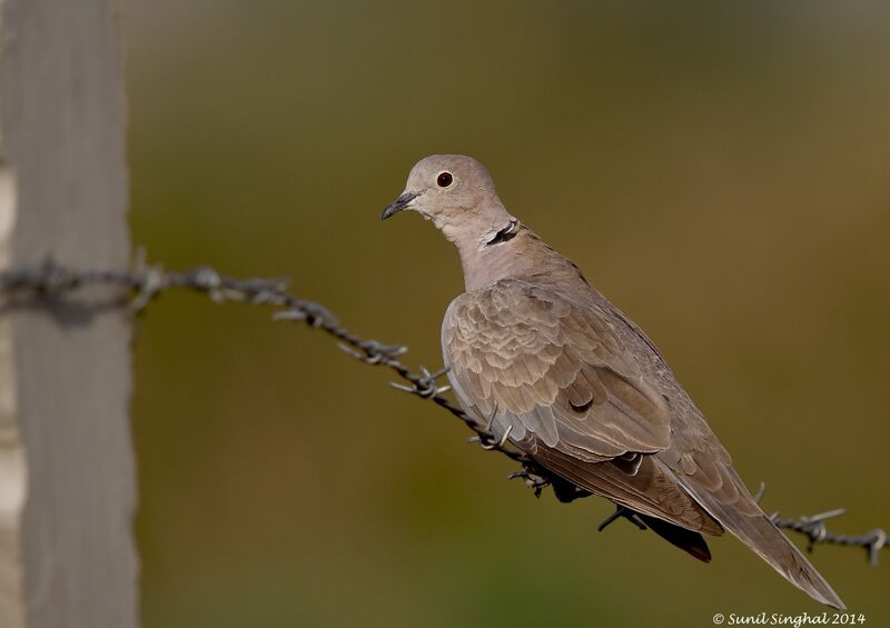 Eurasian Collared Doveadult, identification