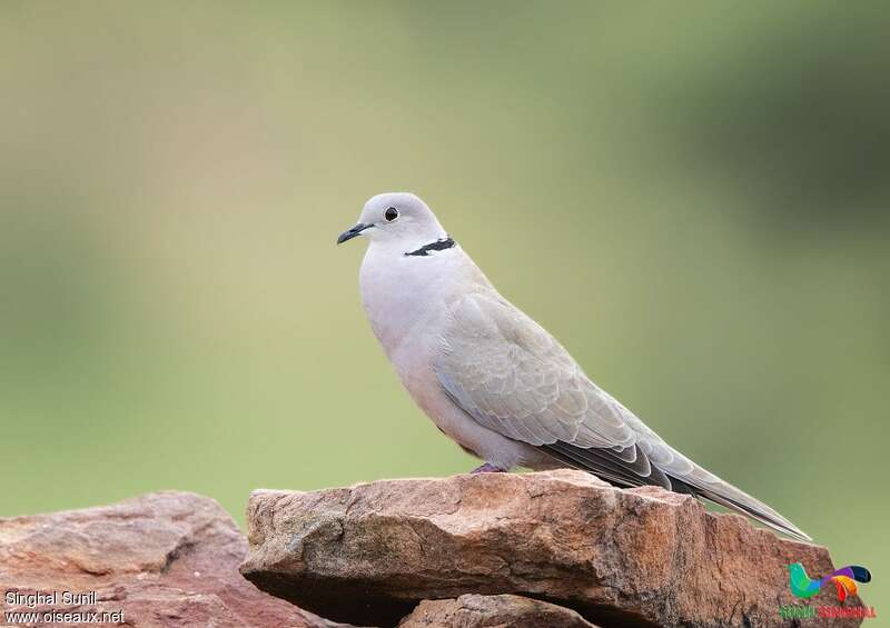 Eurasian Collared Doveadult, identification, song