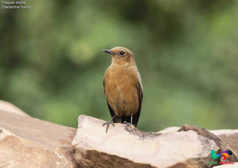 Brown Rock Chatadult, identification