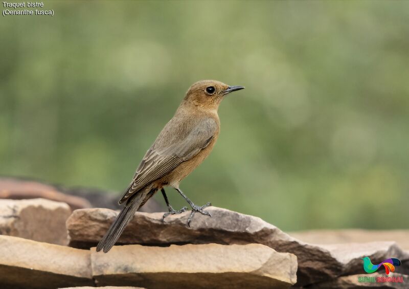 Brown Rock Chatadult, identification