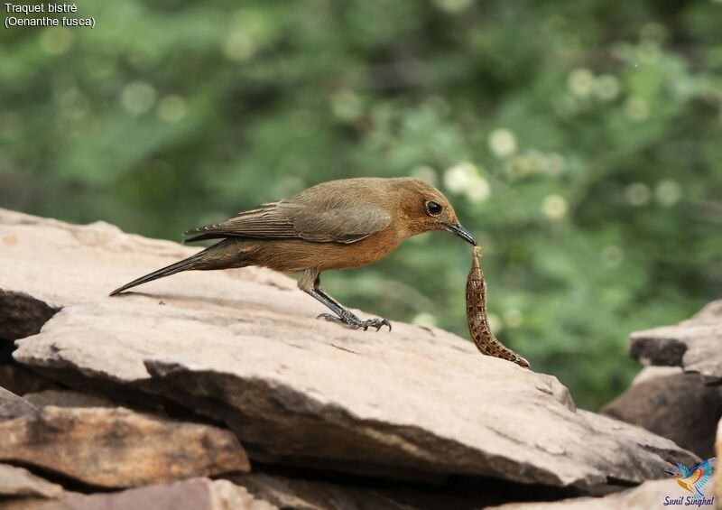 Brown Rock Chatadult, eats