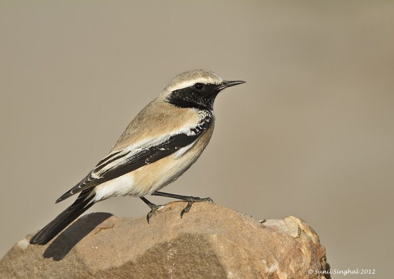 Desert Wheatear