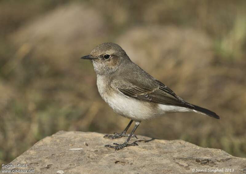 Traquet variable femelle adulte, identification