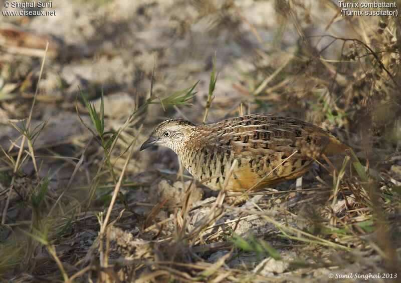 Barred Buttonquailadult, identification