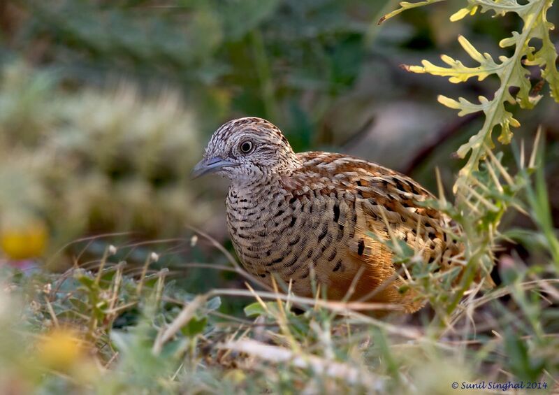 Barred Buttonquail female adult, identification