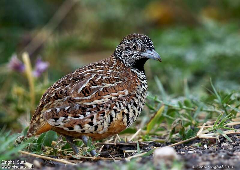 Barred Buttonquail male adult, identification