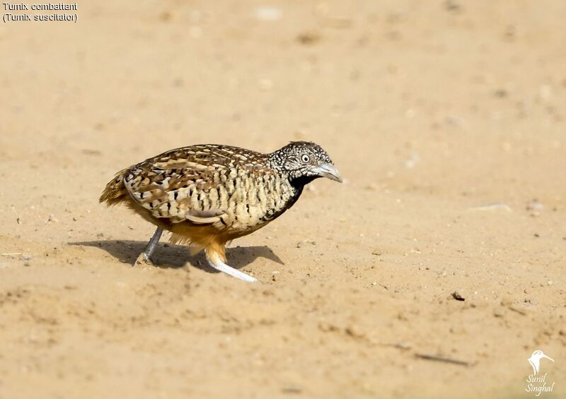 Barred Buttonquail, identification