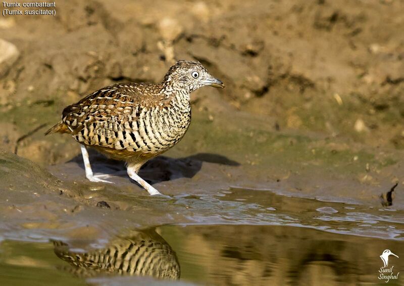 Barred Buttonquail