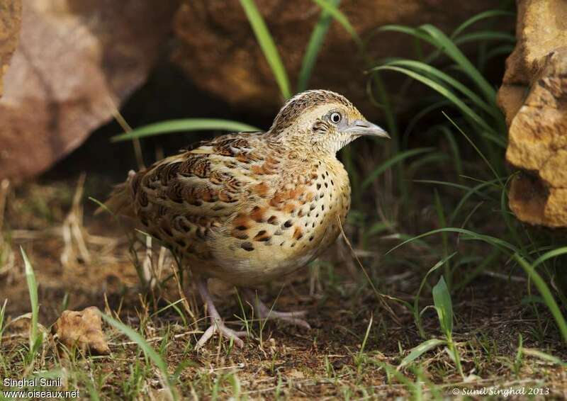 Common Buttonquailadult, identification