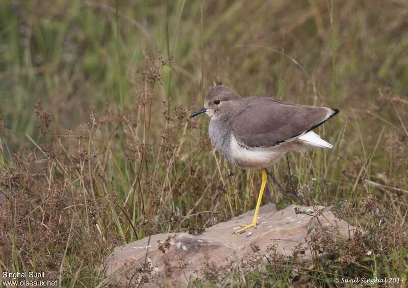 White-tailed Lapwingadult, identification