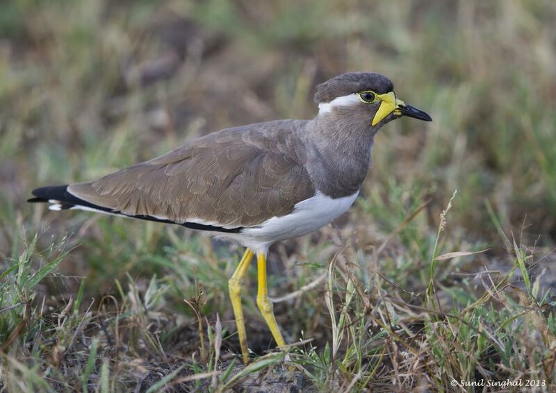 Yellow-wattled Lapwingadult, identification