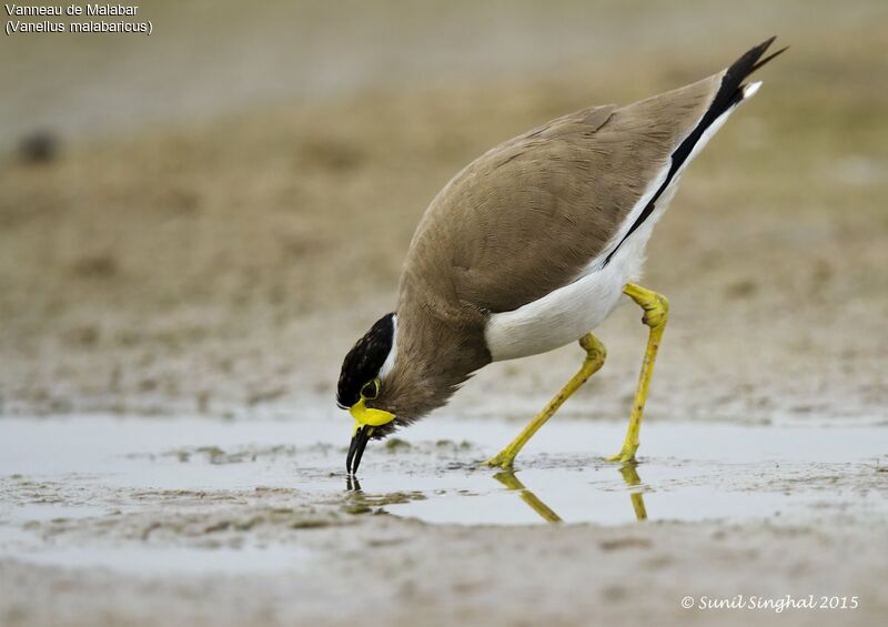 Yellow-wattled Lapwingadult, identification, Behaviour