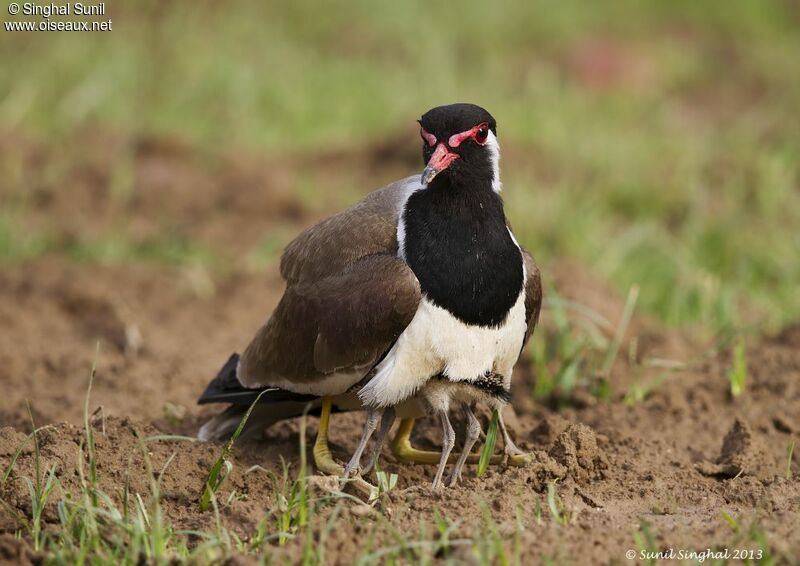 Vanneau indien femelle adulte, identification, Nidification, Comportement