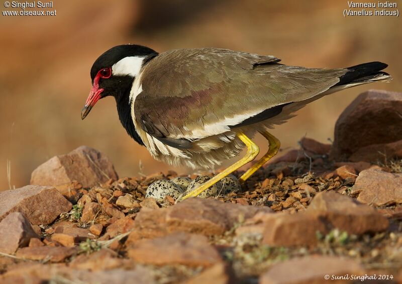 Vanneau indien femelle adulte, identification, Nidification