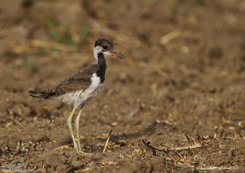 Red-wattled LapwingPoussin, identification