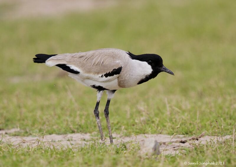 River Lapwing