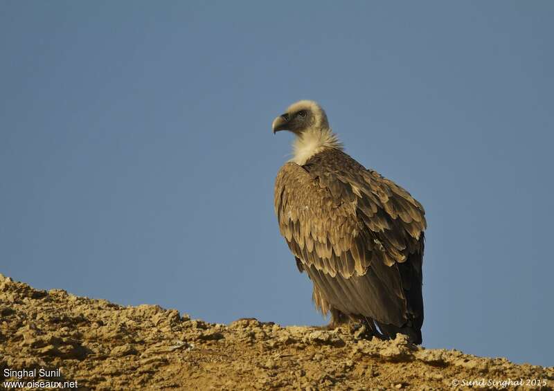 Griffon Vultureadult, identification