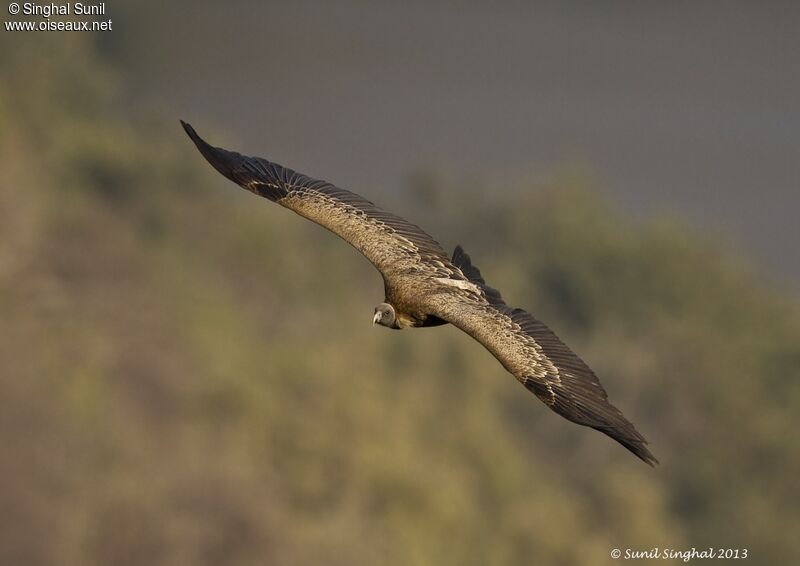 Vautour indien, Vol