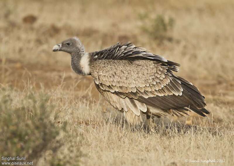 Vautour indien, identification