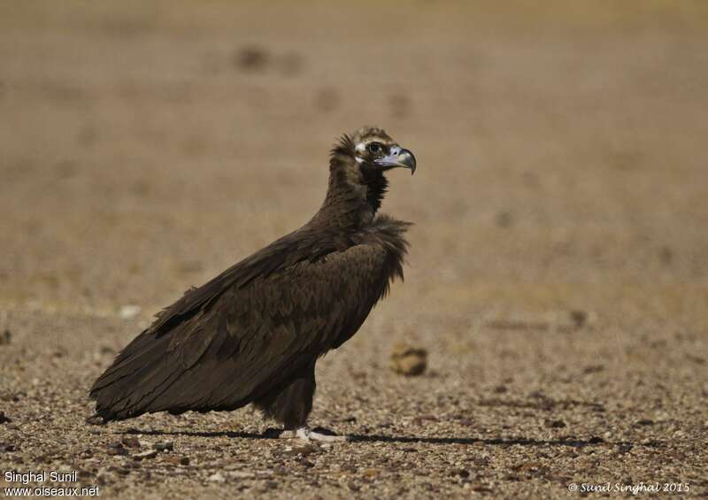 Cinereous Vultureimmature, identification