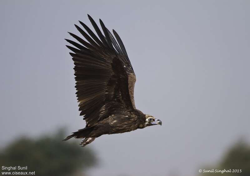 Cinereous Vultureadult, Flight