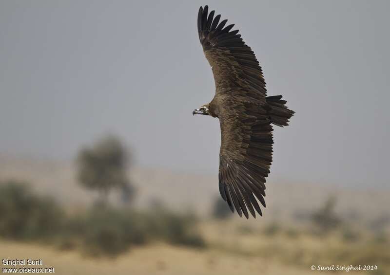 Cinereous Vultureimmature, Flight