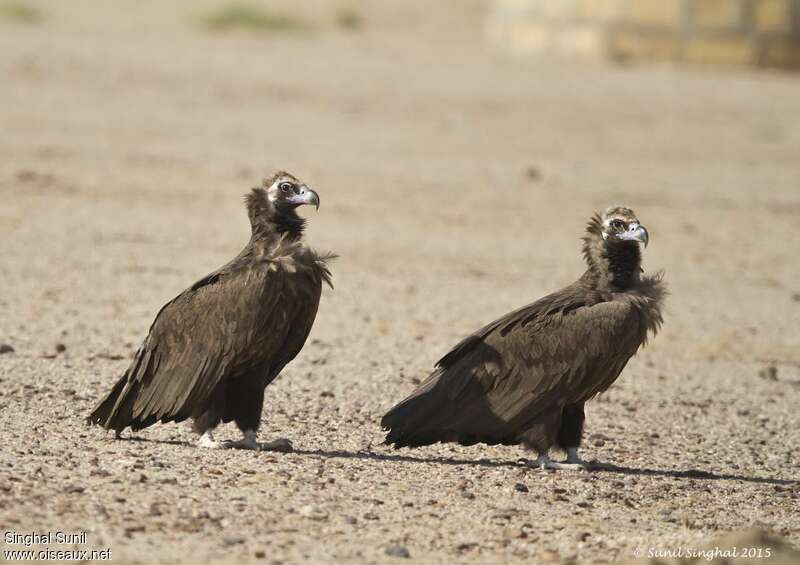 Cinereous Vultureadult, identification