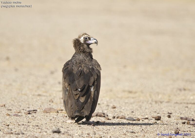 Cinereous Vultureadult, identification