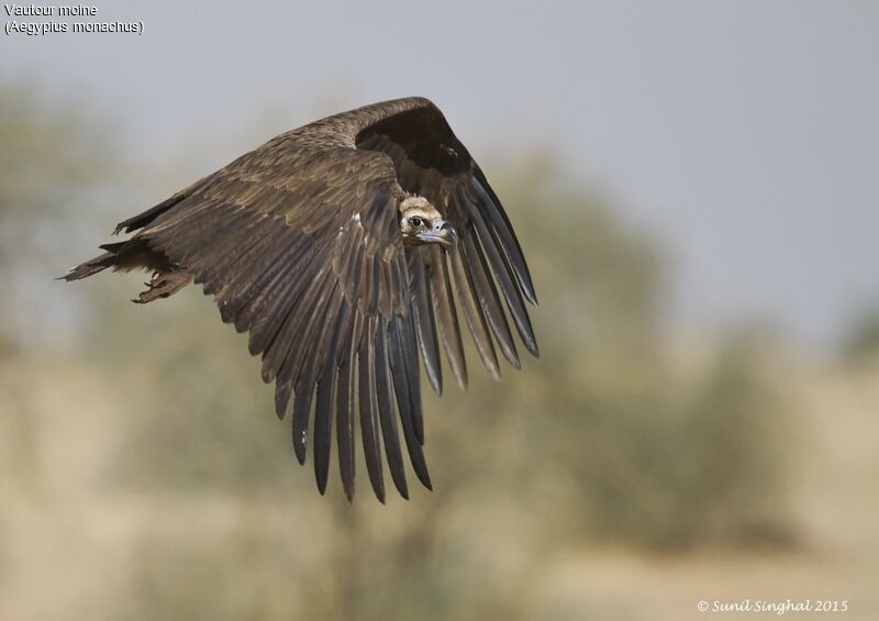 Cinereous Vultureadult, Flight