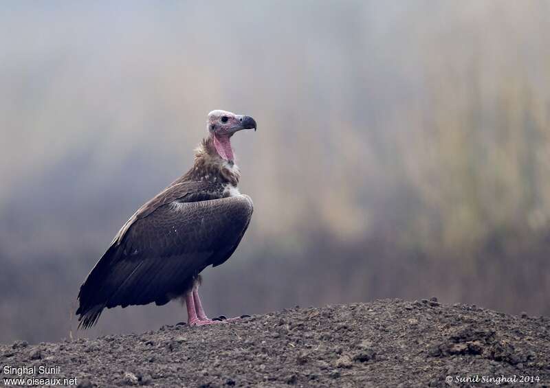 Red-headed Vultureimmature, identification