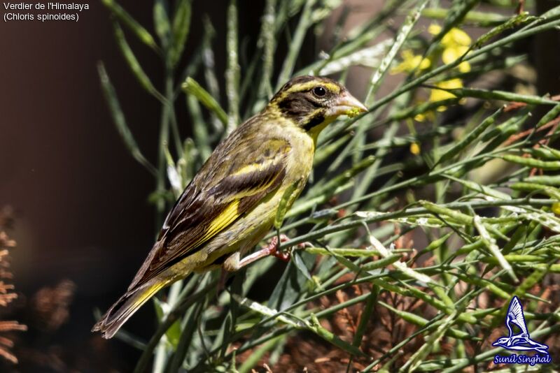 Yellow-breasted Greenfinchadult, identification