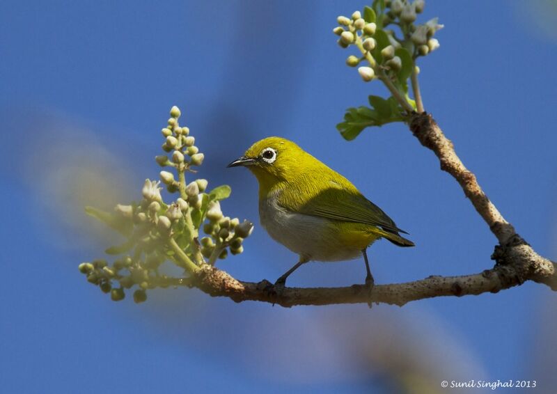 Indian White-eye