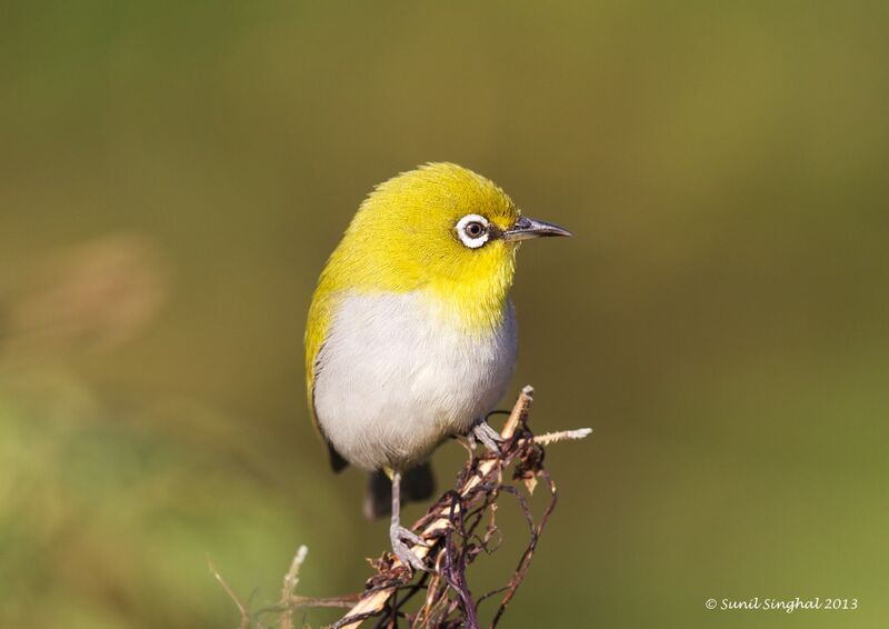 Indian White-eye