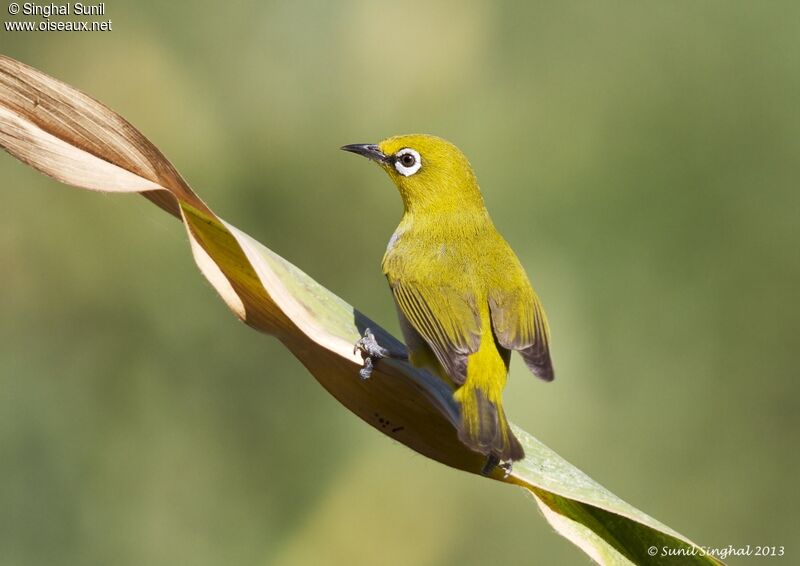 Indian White-eyeadult, identification, Behaviour