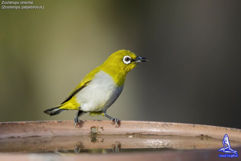 Indian White-eye, identification, drinks, Behaviour