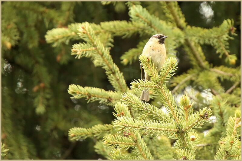 Black-throated Accentor male adult breeding