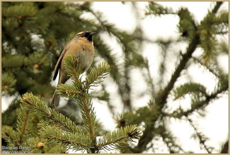 Black-throated Accentor male adult breeding